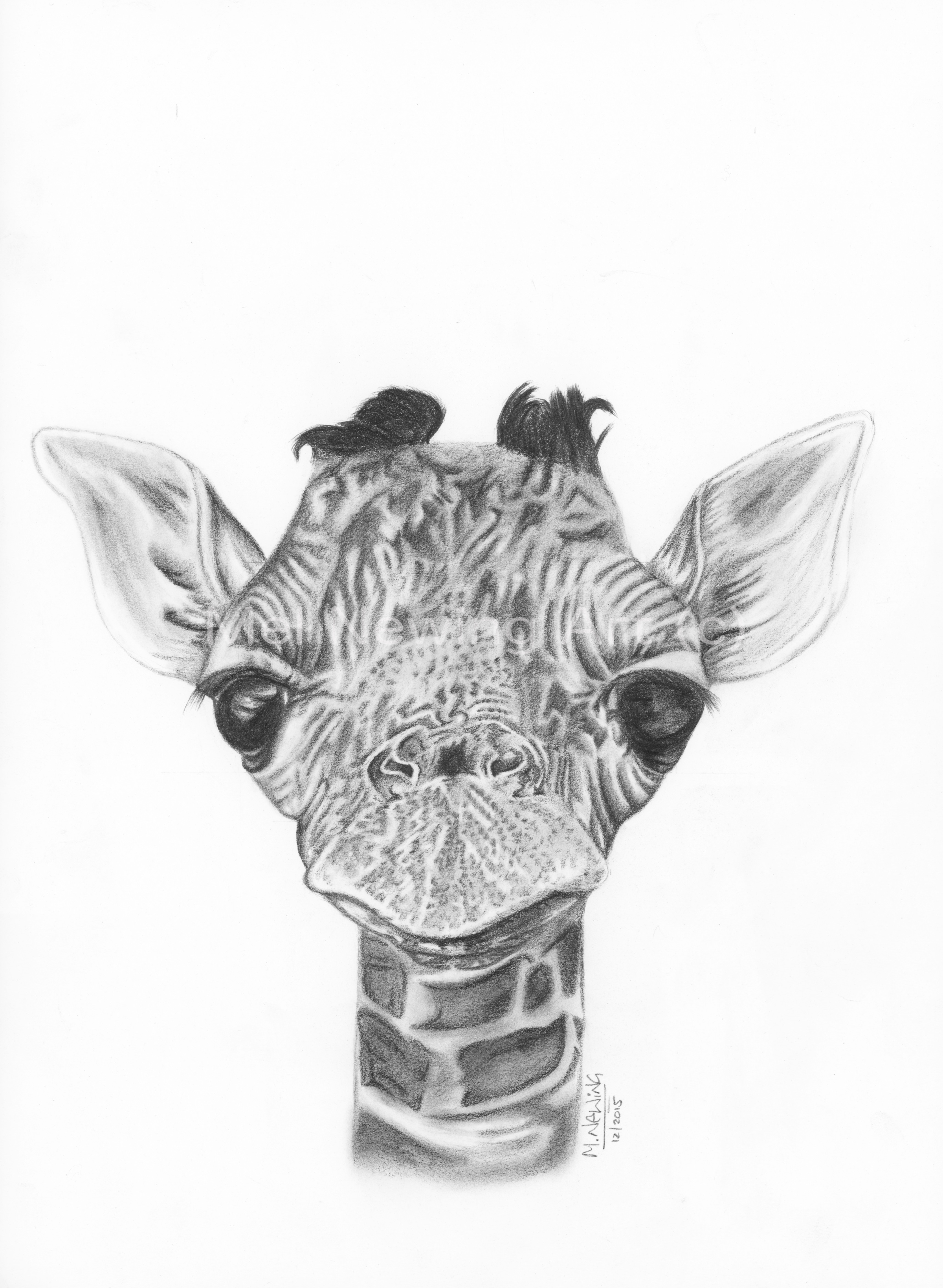 Baby Giraffe drawing in graphite pencil Pet Portraits