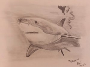 Great white shark drawn in pencil.