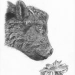 Dahlia the calf and flower drawing