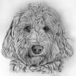 Graphite pencil pet portrait commission