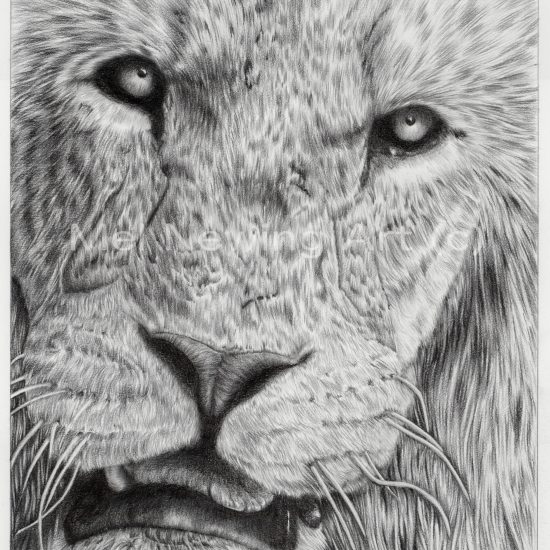 Final photo of the completed Lion drawing.