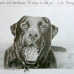 Black Labrador graphite pencil portrait