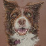 Commission of a brown border collie in pastel